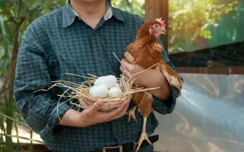 Un contadino tiene un cesto con uova di uccelli piccoli e una gallina.