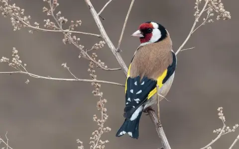 Un piccolo cardellino femmina, con il suo piumaggio colorato, si posa su un ramo secco tra le infiorescenze.