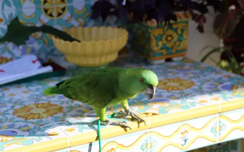 Un pappagallo verde, uno dei tanti pappagalli piccoli, si posa su un tavolo piastrellato con motivi floreali.