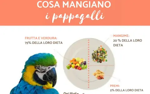 Ecco cosa mangiano gli inseparabili: 75% frutta e verdura, 20% mangime e 5% premi.