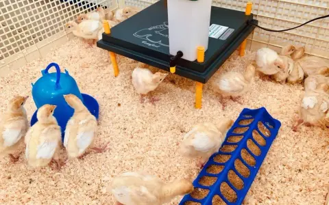 Pulcini in un recinto con mangiatoia blu e una lampada riscaldante. Sono pronti per la loro prima da pappetta.