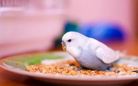 Un parrocchetto bianco e azzurro mangia semi misti da un piatto. Ecco cosa mangiano i parrocchetti per una dieta equilibrata.