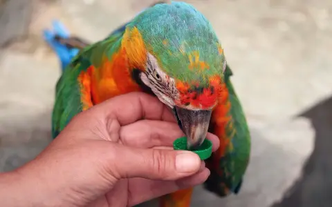 Un colorato pappagallo, con piume verdi, arancioni e blu, becca da un tappo verde tenuto da una mano. Sembra un cucciolo di pappagallo, curioso e affamato.