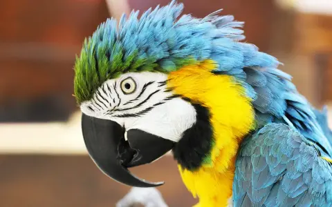 Un pappagallo ara blu e giallo, con le piume arruffate, sembra pensieroso. Cosa vuol dire quando il pappagallo si gonfia? Potrebbe essere un segno di benessere o di freddo.