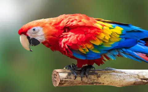 Un pappagallo ara scarlatta con piume vivaci e occhi penetranti, appollaiato su un ramo.