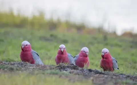 Quattro pappagalli rosa e grigi, come un pappagallo silenzioso, osservano curiosi dal prato.