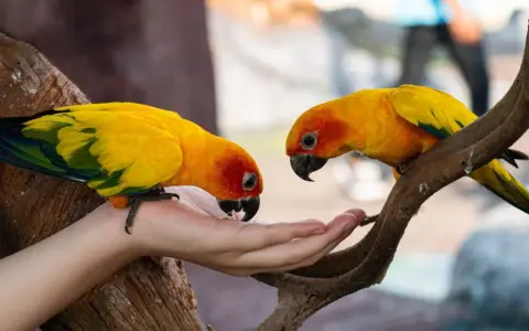 Due pappagalli solari, con piume gialle e arancioni, mangiano dalla mano di una persona.