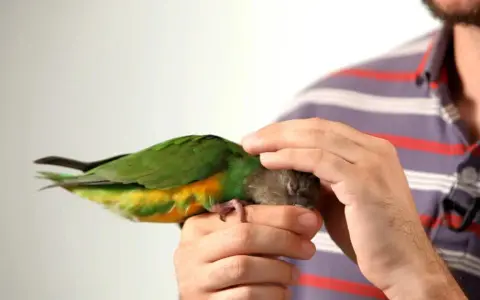 Un uomo accarezza un pappagallo verde e giallo, mostrando un metodo per come addestrare un pappagallo con pazienza e affetto.