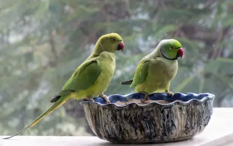Due pappagalli verdi, uno con la coda lunga, siedono in una ciotola decorata. Sembrano un pappagallo senza piume per la loro pelle liscia.