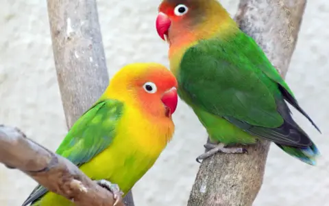 Due agapornis fischeri colorati, uno giallo e arancio, l'altro con testa marrone, verdi e blu, appollaiati su rami.