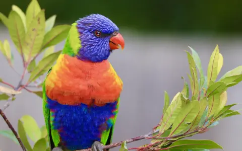 Pappagallo arcobaleno su ramo, nel suo habitat naturale. I colori vivaci del piumaggio si fondono con il verde delle foglie.
