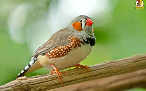 Un bengalini con becco rosso e guance arancioni, posato su un ramo. Questi uccelli amano semi e piccoli insetti, scopri cosa mangiano i bengalini!