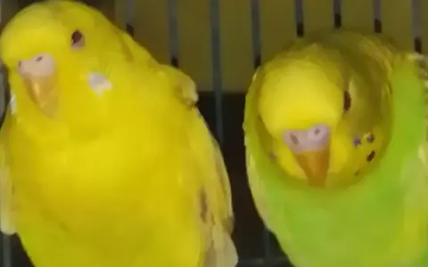 Due cocorite, una gialla e una verde, in attesa di un nuovo arrivo. La cocorita incinta sembra un po' più paffuta.