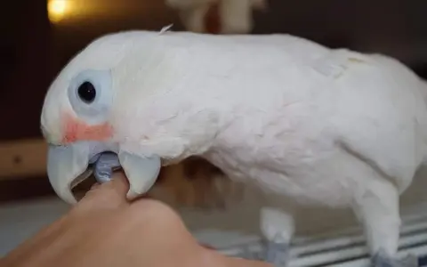 Un pappagallo bianco con guance rosate becca un dito. Forse è un modo per capire perché i pappagalli si beccano tra loro.