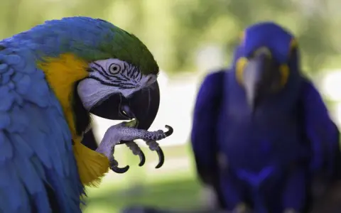 Un pappagallo blu e giallo si pulisce le piume, forse cercando rimedi naturali per l'autodeplumazione. Un altro pappagallo blu è sfocato sullo sfondo.