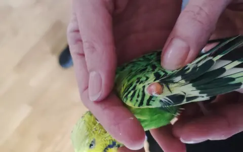 Mano che tiene un parrocchetto verde e giallo, con una piccola pallina di grasso visibile vicino all'ala.
