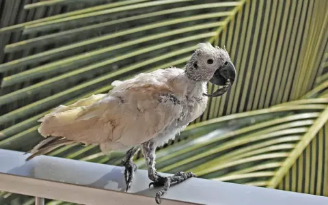 Pappagallo con piume arruffate e becco deformato, forse affetto da malattia del becco dei pappagalli. Si appollaia su un corrimano con foglie di palma sullo sfondo.
