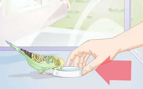 Un pappagallino verde e giallo beve da una ciotola d'acqua. La mano di una persona offre la ciotola, mostrando cosa mangiano i pappagallini.