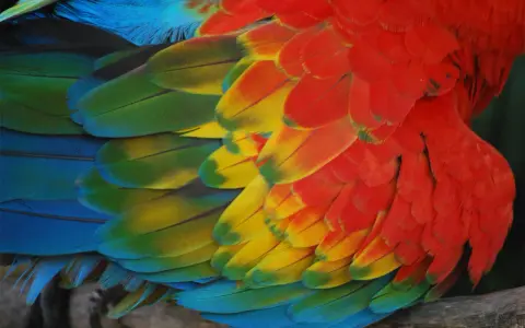 Dettaglio di una muta di uccelli, con piume rosse, gialle, verdi e blu che creano un mosaico vibrante.