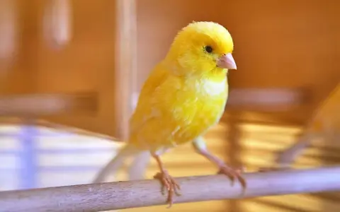 Un canarino giallo brillante su un posatoio, pronto a cantare. Scopri come stimolare il canarino a cantare con consigli utili.