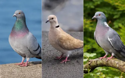 Tre colombine uccelli: una grigia con riflessi iridescenti, una color crema con collare nero, e un'altra grigia su un ramo.