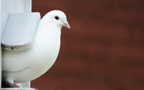 Una colomba bianca, uno degli uccelli più eleganti, sbircia da un nido.