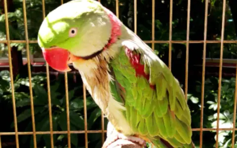 Pappagallo verde con macchie rosse sul petto, mostra un comportamento da pappagallo in calore, con il collo arrossato.