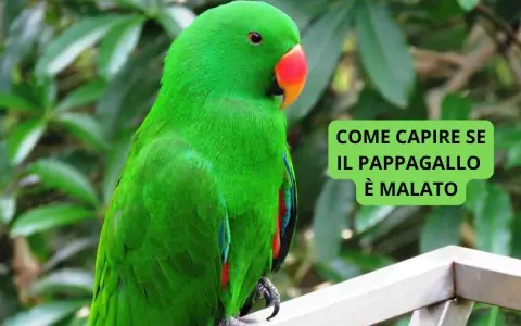 Pappagallo verde brillante, con becco arancione, seduto su un ramo. Il testo dice "Come capire se il pappagallo è malato".
