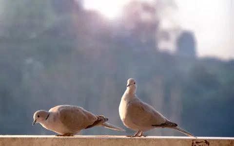 Due tortore si nutrono di semi su un davanzale, con la luce del sole che illumina la scena.