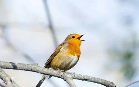 Pettirosso con petto arancione acceso, canta con la bocca aperta su un ramo. Il suo canto è un richiamo d'amore, un canto canarino femmina in calore.