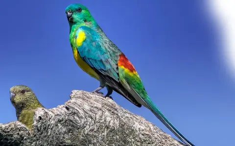 Un magnifico parrocchetto dal groppone rosso, con piumaggio verde smeraldo e giallo, si posa su un ramo.