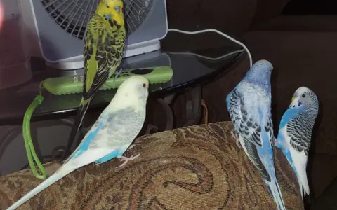 Quattro pappagallini, alcuni verdi e altri blu, sembrano chiacchierare seduti su un divano.