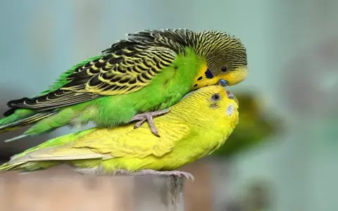 Due cocorite, una verde e una gialla, si accoppiano. Un momento intimo per capire come stimolare accoppiamento cocorite.