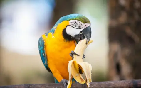 Un pappagallo ara blu e giallo mangia una banana, il cui interno bianco uovo contrasta con la buccia gialla.