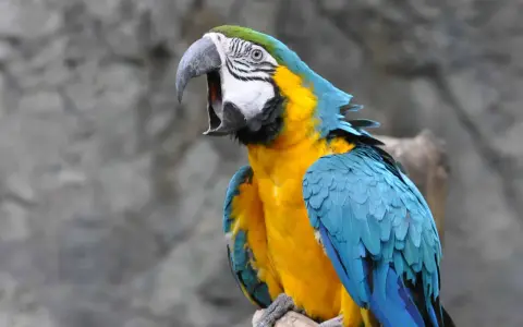 Ara blu e gialla con becco aperto, forse per un problema di becco di pappagallo malattia.