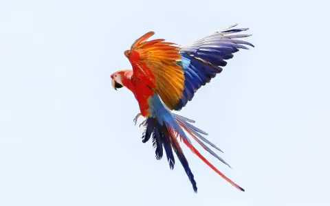 Un'ara scarlatta in volo, con ali spiegate che mostrano un tripudio di colori: rosso, arancione, blu e bianco.