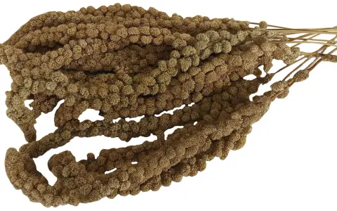 Un fascio di spighe di miglio semi, con i loro piccoli chicchi marroni disposti in dense pannocchie, pronti per essere gustati da uccelli e roditori.