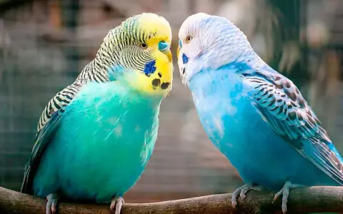 Due cocoriti, uno verde e giallo, l'altro blu, si guardano intensamente, come se i cocoriti parlassero tra loro.