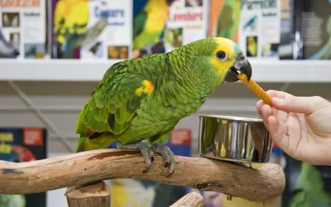 Un pappagallo verde e giallo mangia un bastoncino di cibo per pappagalli offerto da una mano.
