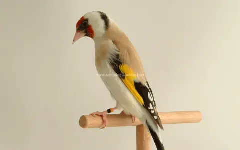 Un cardellino nero, con ali gialle e nere, posa su un trespolo.