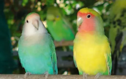 Due inseparabili, uno verde acqua e bianco, l'altro giallo e rosa, posano su un ramo. Un'immagine che celebra l'allevamento inseparabili.