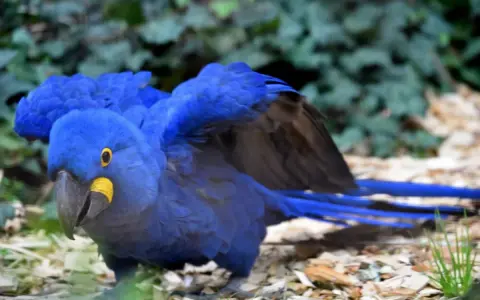 Un magnifico esemplare di pappagalli blu, con le ali spiegate, mostra il suo piumaggio vibrante e il becco giallo.