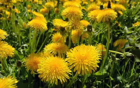 Un campo di tarassaco in piena fioritura, con i suoi vivaci fiori gialli che si stagliano tra le foglie verdi.