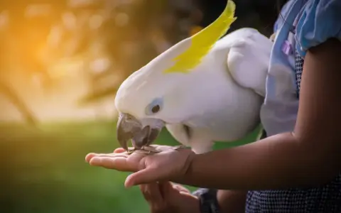 Un candido cacatua con cresta gialla mangia semi dalla mano di una bambina. Momenti di tenerezza con questi pappagalli divertenti.