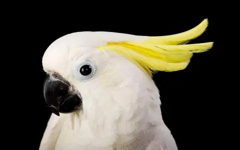 Cacatua bianco con cresta gialla, pronto a ballare al ritmo della musica per far ballare i pappagalli.