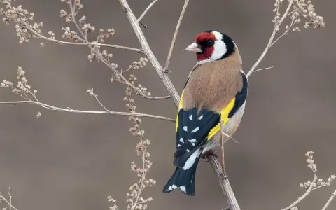 Cardellino colorato su ramo secco. Imparare a come calmare i cardellini osservando la loro serenità in natura.