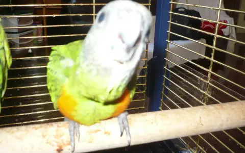 Un pappagallo Poicephalus senegalus, con piumaggio verde e petto arancione, guarda curioso dalla sua gabbia.