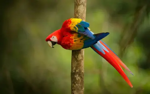 Un coloratissimo pappagallo ara scarlatta, tra i pappagalli che parlano, si aggrappa a un tronco d'albero nella foresta pluviale.