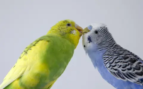 Due cocorite, una gialla e verde, l'altra blu e bianca, si scambiano un tenero bacio.
