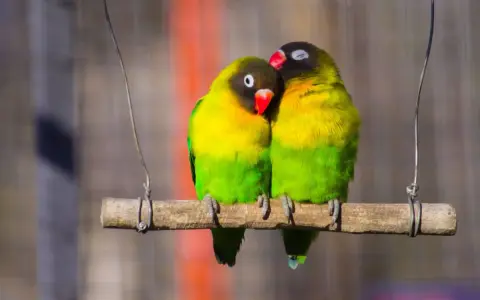 Due inseparabili, uno appoggiato all'altro, con piumaggio giallo e verde. Speriamo non soffrano di malattie pappagalli inseparabili.